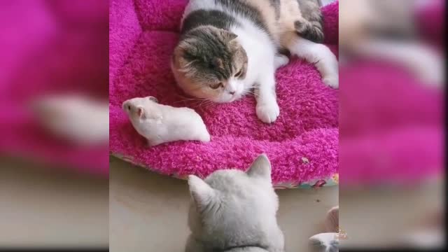 cute baby cat model