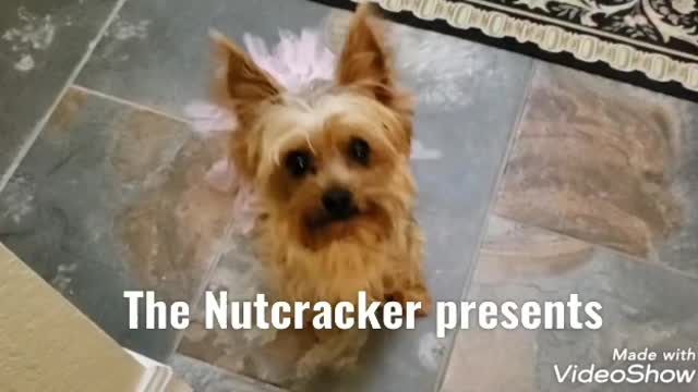 Dancing yorkie