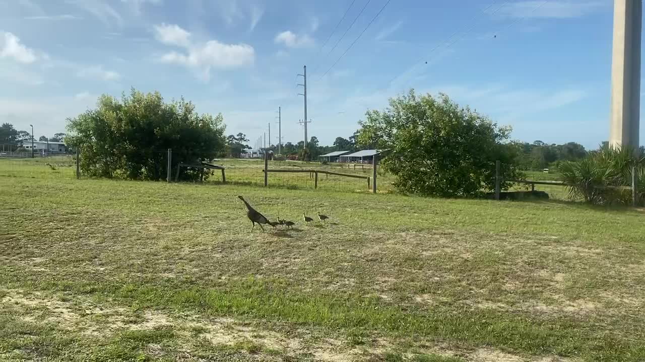 Baby turkey poults