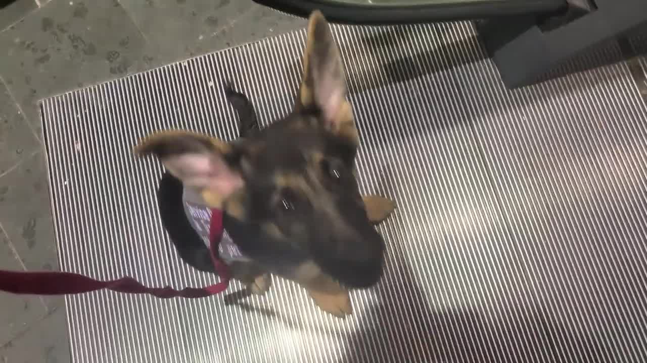 First month puppy's service dog training