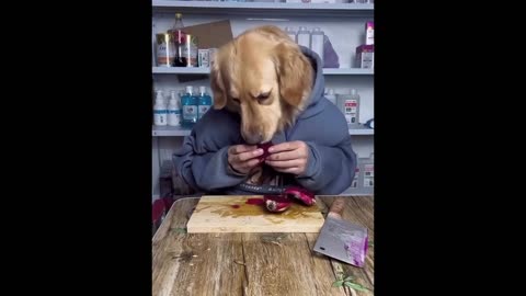 New Funny Animals Funniest Cats and Dogs Videos.
