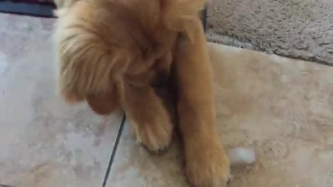 Confused puppy simply can't fathom ice cube