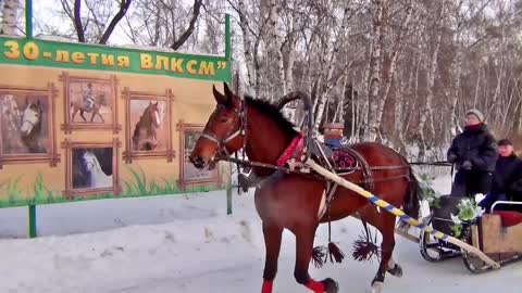 Horse Chaise Winter Snowy Time Cold