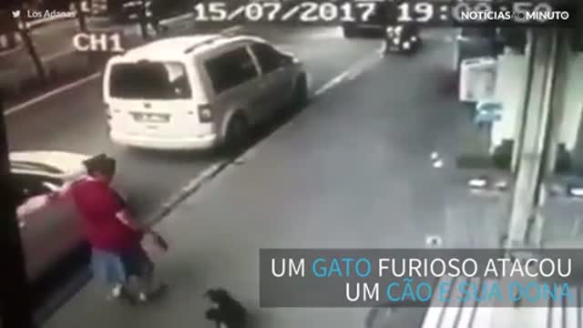 Momento bizarro em que gato ataca cão e sua dona