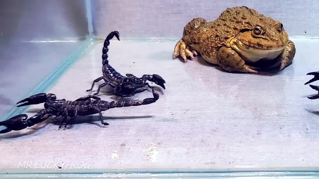 scorpion and frog very amazing video