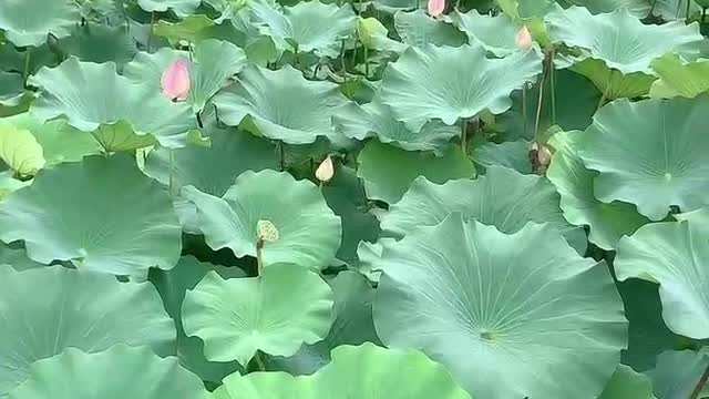 beautiful lotus leaf and lotus pod