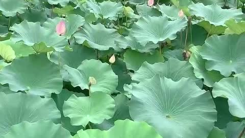 beautiful lotus leaf and lotus pod