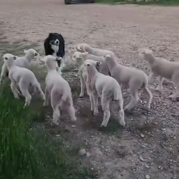 The Dog And The Many Sheep