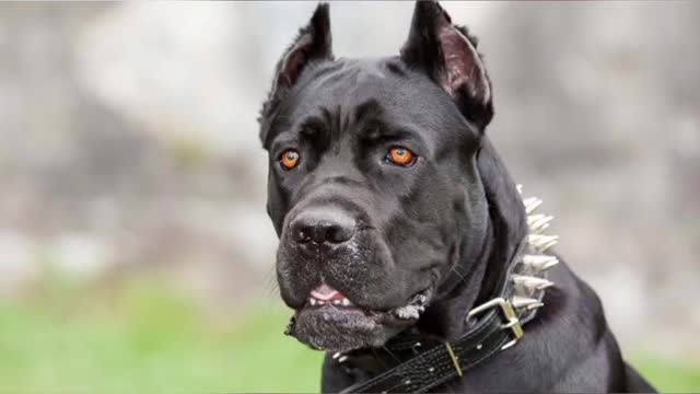 world dangerous dog breeds 🔥🔥🔥