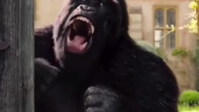 Try not to laugh