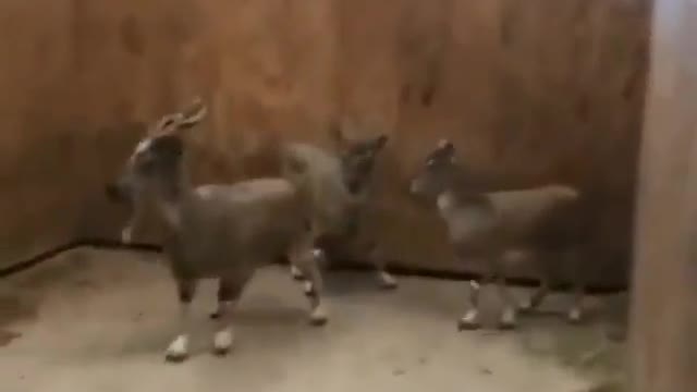 These animals are amazing d