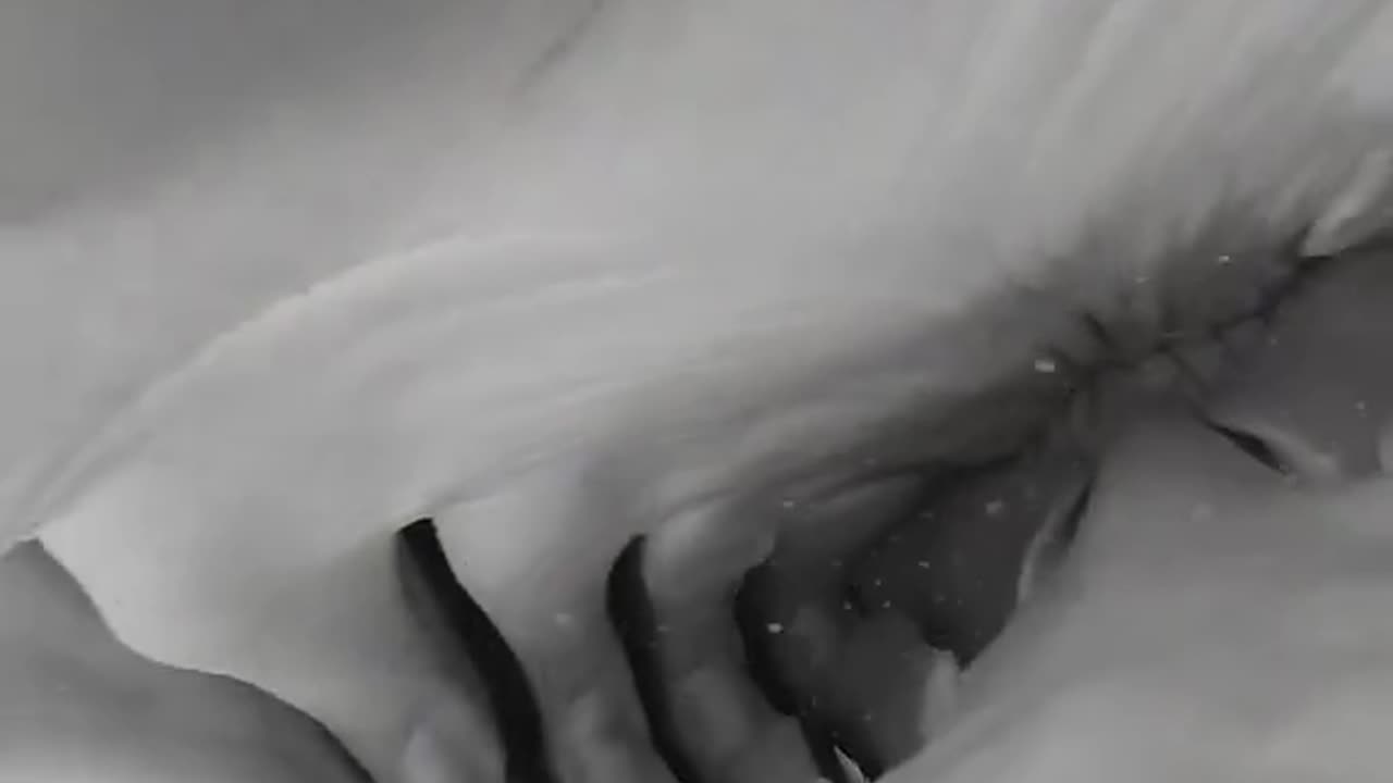 Shark Tries To Eat Camera