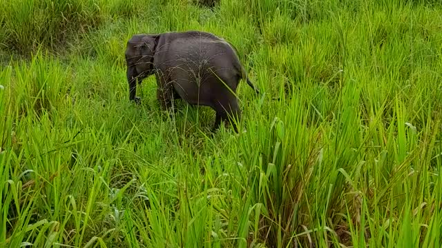 wild Elephant