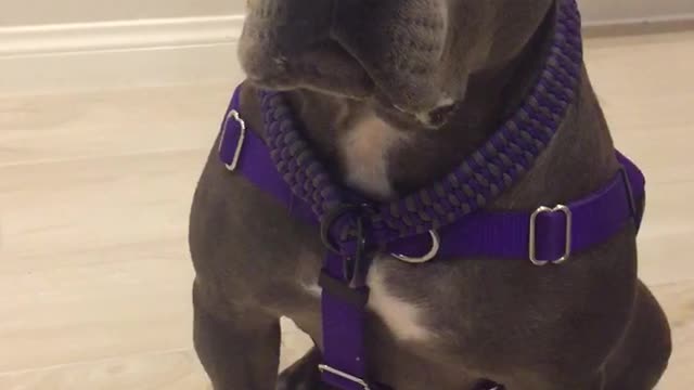 Grey dog in purple leash eating food from owners hand