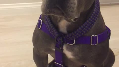 Grey dog in purple leash eating food from owners hand