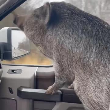 Sparkles Finally Free! ❤ 🐷