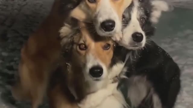Beautiful dogs