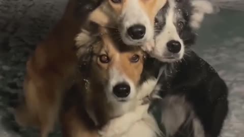 Beautiful dogs