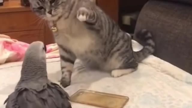 Cat and parrot fight Funny video