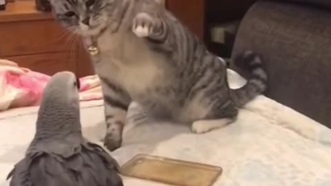 Cat and parrot fight Funny video