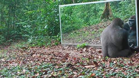 In the Gabon jungle a young male gorilla continues his learning in the mirror