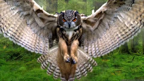 Owl attack in nature