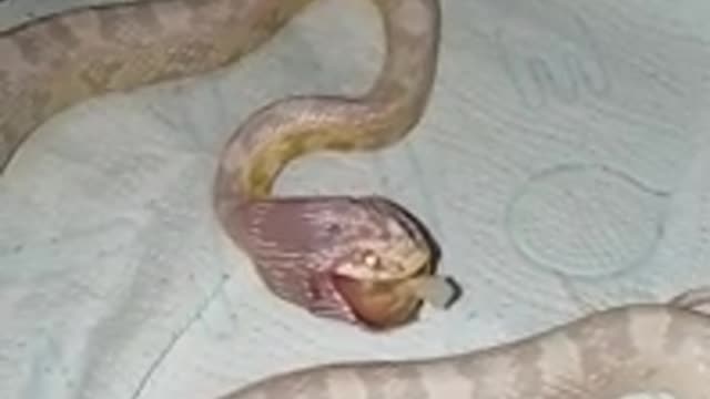 amazing hungry snake