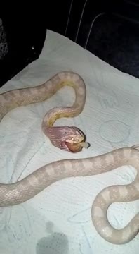 amazing hungry snake