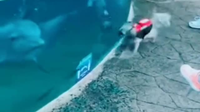 Dolphin and pets amazing moment