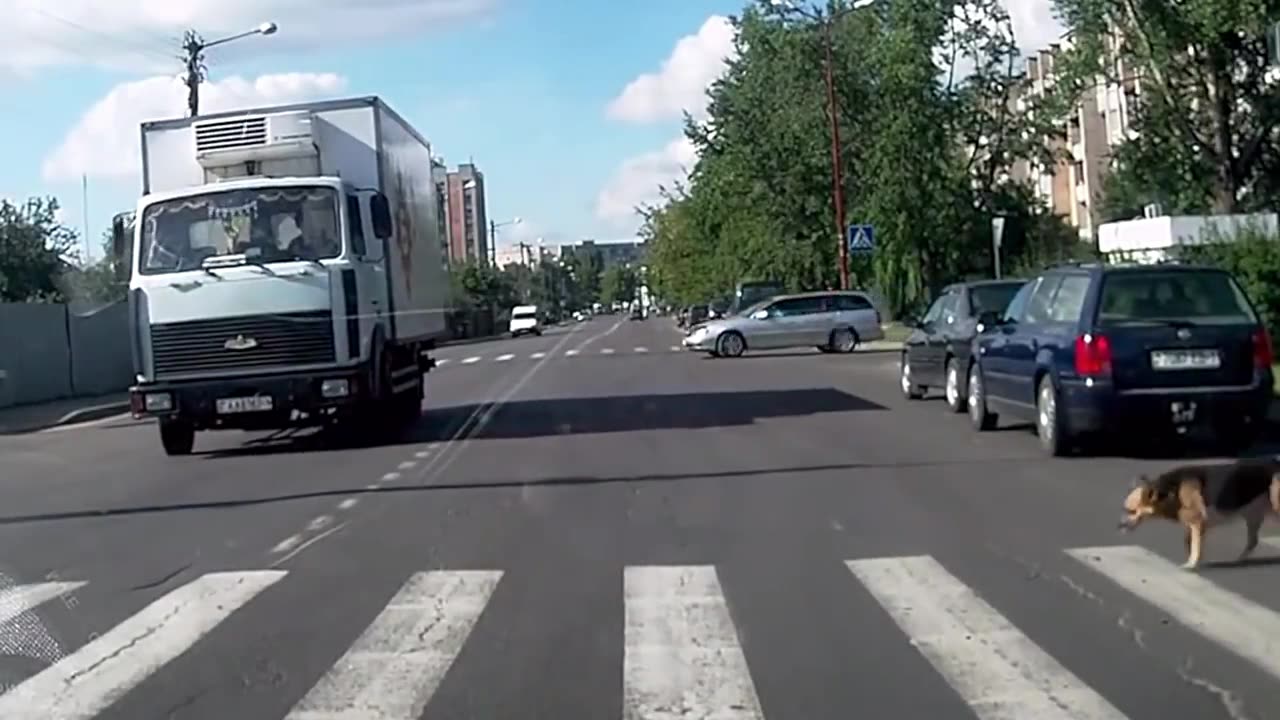 Dog Uses Crossings to Cross Road