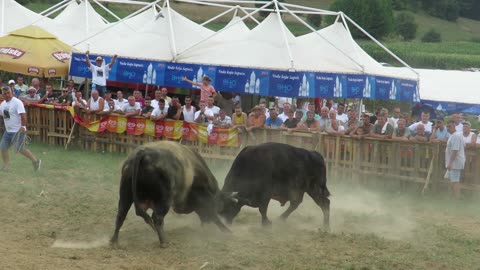 Velež od Komše vs Cvićo od Valjevca Grđevac 2024