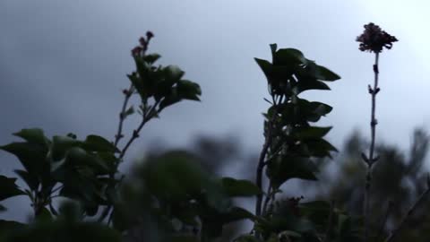 Plants Swaying With The Wind