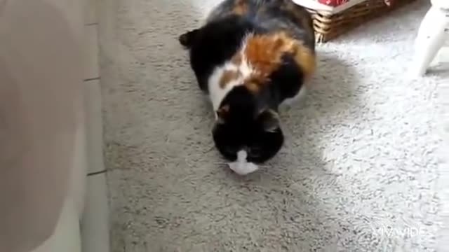 French cat VS Russian Cat