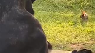 Cane Corso and bunny morning meet