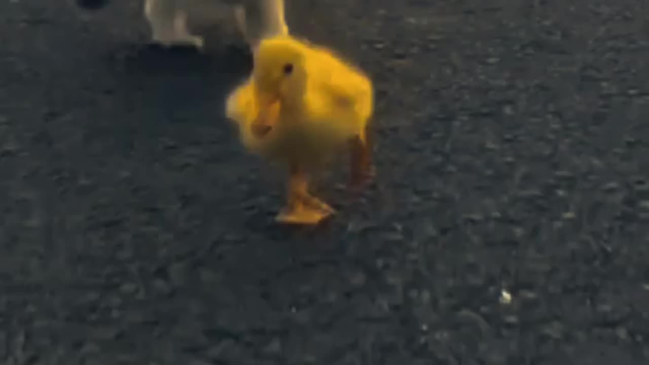Mini cute dog puppy and duck are playing together 😄😻