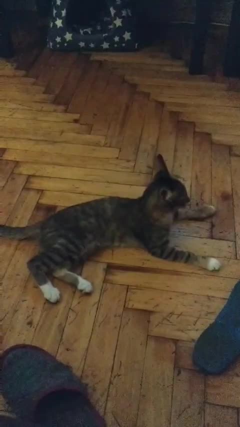 The cat is chasing its tail