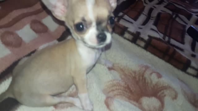 Chihuahua first barking.
