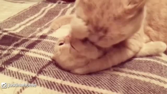 Mama Cat Cleaning Her Cute Baby Kitten