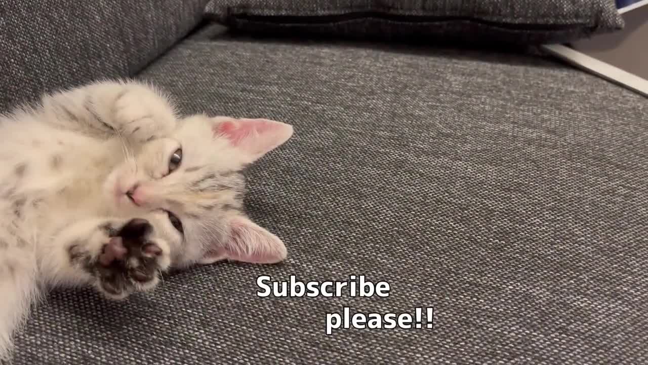 膝の上でウトウトしちゃう子猫。
