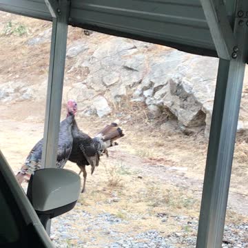 Rare turkey fight