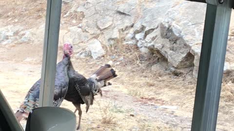 Rare turkey fight