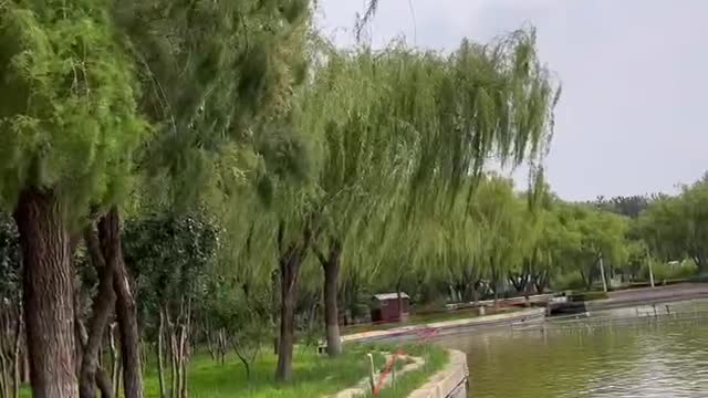 The big trees by the water are growing very well