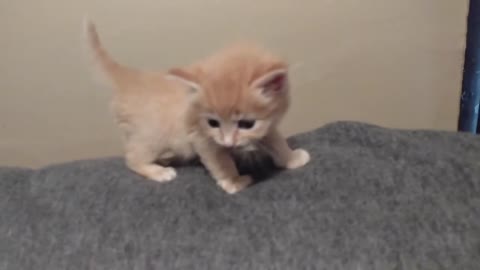 Tiniest Little Meow Cat