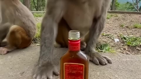 Monkey funny video 🤣 😂 🙄 #shorts