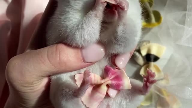 Feeding a hamster...cute