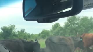 Traffic Jam, Oklahoma Style