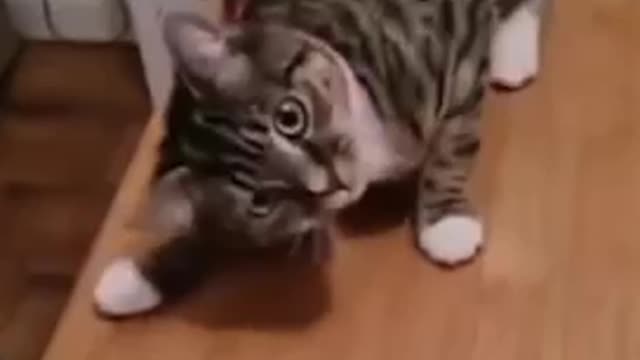 Funny animal videos