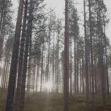Video of a Forest and Trees