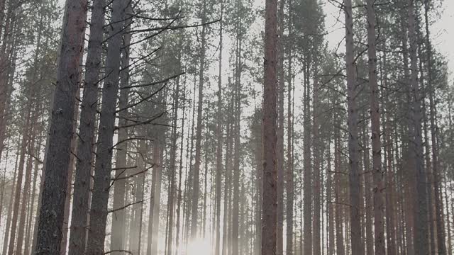 Video of a Forest and Trees