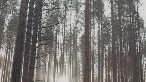 Video of a Forest and Trees